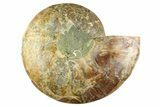 Cut & Polished Ammonite Fossil (Half) - Deep Crystal Pockets #359529-1